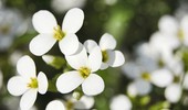 Gęsiówka kaukaska - uprawa, wymagania i rozmnażanie