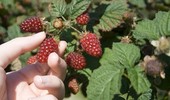 Malinojeżyna - uprawa, cięcie, wymagania i rozmnażanie