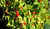 Uprawa i pielęgnacja papryki chili bez tajemnic