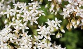Rozchodnik biały - wszystko o uprawie i pielęgnacji