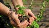 Sadzenie porzeczek - jak, kiedy i gdzie? Praktyczne wskazówki