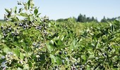 Borówka amerykańska Chandler - wartościowa odmiana