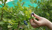 Choroby borówki amerykańskiej - przegląd objawów i zwalczanie