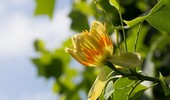 Tulipanowiec amerykański - niezwykłe drzewo. Uprawa, wymagania i pielęgnacja