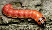 Trociniarka czerwica - szkodliwość, zwalczanie i zdjęcia