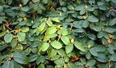 Choroby i szkodniki rododendronów (azalii, różaneczników) - objawy i zwalczanie