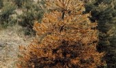 Osutka sosny - groźna choroba. Objawy i zwalczanie