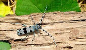 Nadobnica alpejska - opis, charakterystyka i zdjęcia