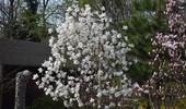 Kiedy i jak sadzić magnolię? Sposób i termin sadzenia magnolii