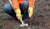 Kiedy i jak sadzić drzewka owocowe? Najlepszy termin i technika