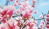 Choroby i szkodniki magnolii - przegląd, objawy i zwalczanie