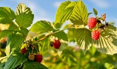 Kiedy i jak przesadzać maliny? Skuteczne przesadzanie malin