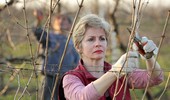 Kiedy i jak przycinać winogrona? Praktyczne porady!