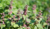 Jasnota purpurowa - opis, zwalczanie i charakterystyka