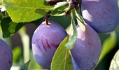 Śliwa Amers - opis, uprawa i charakterystyka odmiany