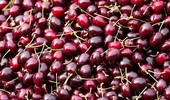 Czereśnia Kordia - opis, uprawa i charakterystyka odmiany