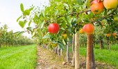 Niskopienne i karłowe drzewa owocowe - zalety, wady i podkładki