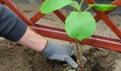 Dobre sadzonki aktinidii - czym powinny się cechować? Zobacz!