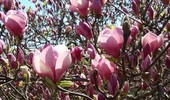 Jakie sadzonki magnolii są najlepsze? Podpowiadamy!
