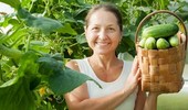 Jakie nasiona ogórków kupić, aby uzyskać duży plon? Sprawdź!