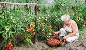 Jakie nasiona pomidorów są najlepsze? Odpowiadamy!