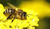 Zapylanie kwiatów i ogród sprzyjający owadom zapylającym