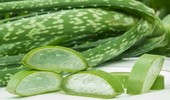 Aloes - właściwości i zastosowanie lecznicze