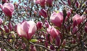 Nawożenie magnolii - wszystko o dawkach, terminach i nawozach