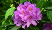 Nawożenie rododendronów - cenne porady