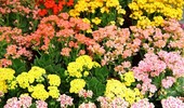 Uprawa kalanchoe - wymagania, rozmnażanie, właściwości
