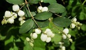 Uprawa śnieguliczki białej - wymagania, choroby, cięcie