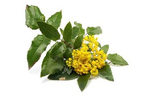 Mahonia - wyraziście kwitnący krzew