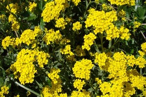 Smagliczki (Alyssum) - ciekawe rośliny ogrodowe