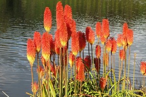 Trytoma groniasta (Kniphofia ogrodowa) - Płonąca Pochodnia