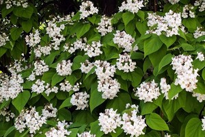 Surmia - Katalpa - Catalpa
