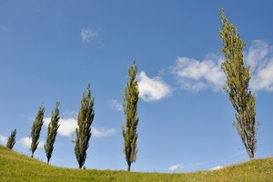 Topole w ogrodzie i parku