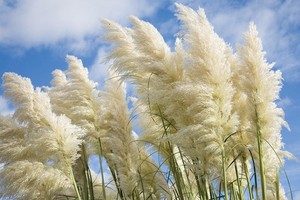 Trawa pampasowa (kortaderia pampasowa, okolcz srebrzysty)