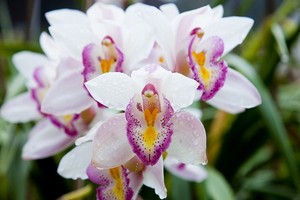 Orchidea - pielęgnacja