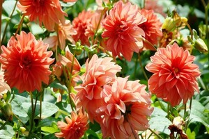 Dalie (Georginie) - kwiaty tysiąca odmian