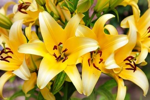 Lilie ogrodowe - odmiany, uprawa i pielęgnacja