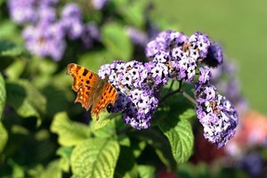 Heliotrop peruwiański (wonny) - kwiat pięknie pachnący
