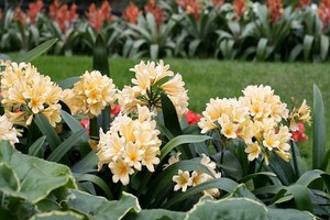 Kliwia (Clivia) - efektownie kwitnąca roślina