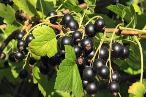 Porzeczka czarna - uprawa i odmiany