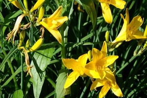 Liliowce - uprawa, odmiany i pielęgnacja
