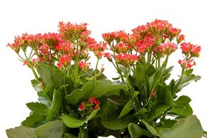 Kalanchoe - wymagania uprawowe i stanowisko