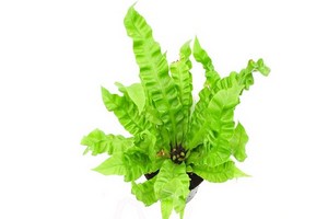 Zanokcica (Asplenium) - paproć chętnie uprawiana