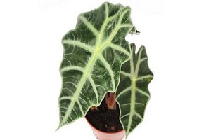 Alokazja (Alocasia) - roślina doniczkowa