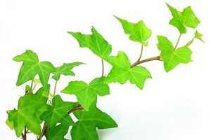 Bluszcz (Hedera) - pnącze do ogrodu i domu
