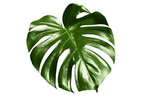 Monstera dziurawa (wonna) i inne odmiany