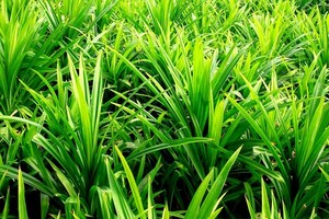 Pandan - roślina doniczkowa z pięknymi liśćmi
